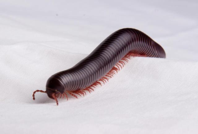 Millipede 2
