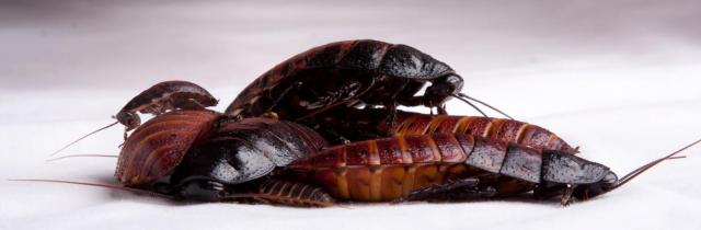 Cockroach Family 1